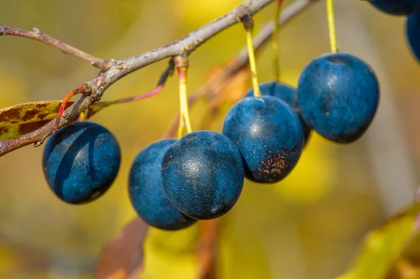 Vacker Botanisk Skott Bär Tapet — Stockfoto