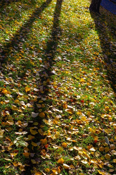 Follaje Otoñal Fondo Botánico Estacional —  Fotos de Stock