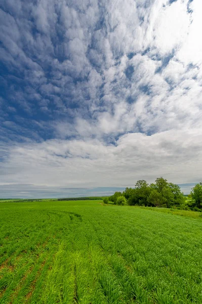 Gün ışığında güzel yaz manzarası