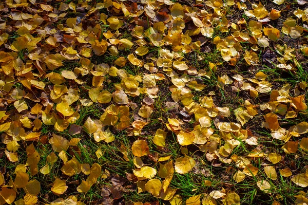 Colorful Autumn Leaves Birch Deciduous Tree White Bark Heart Shaped — Stock Photo, Image