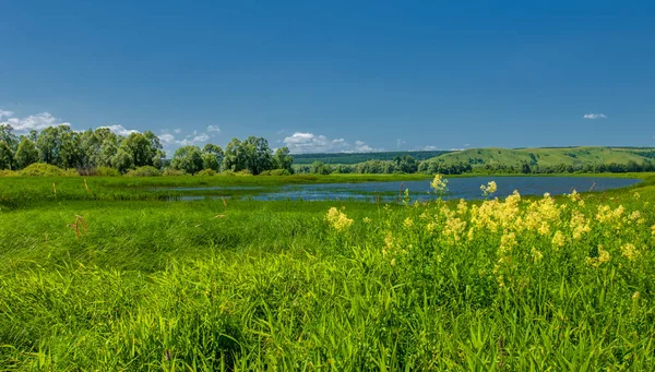 Літній Пейзаж Зеленню Хмарним Небом — стокове фото