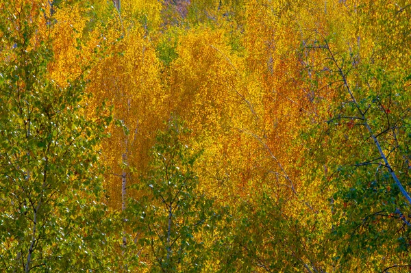 Colorful Autumn Leaves Birch Deciduous Tree White Bark Heart Shaped — Stock Photo, Image