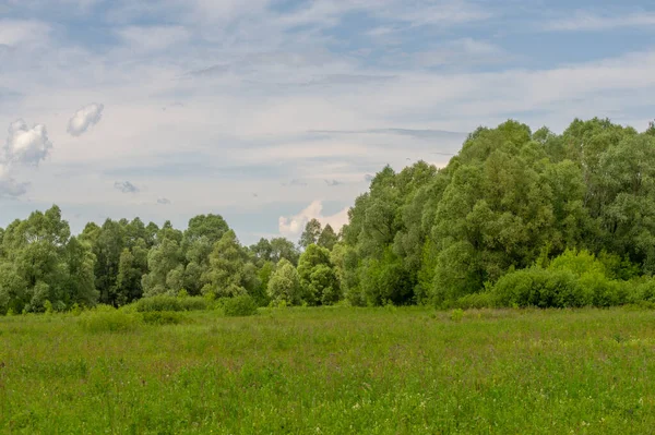 Літній Пейзаж Зеленню Хмарним Небом — стокове фото