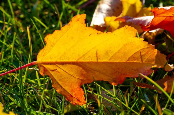 Hoja Arce Otoño Una Estructura Aplanada Una Planta Superior Similar — Foto de Stock