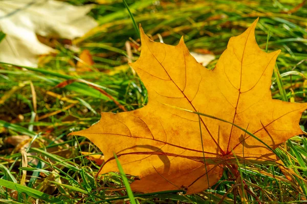 Autumn Maple Leaf Flattened Structure Higher Plant Similar Blade Attaches — Stock Photo, Image