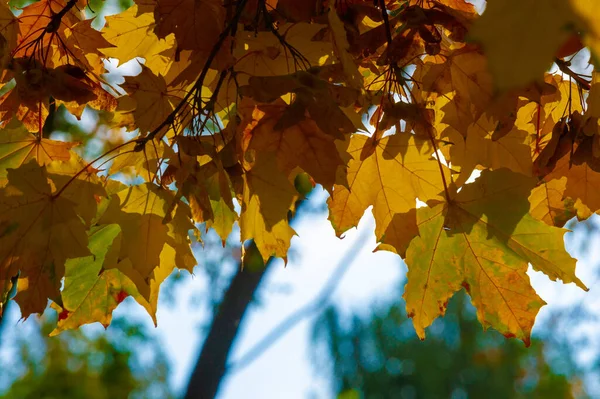 Daun Maple Musim Gugur Struktur Pipih Dari Tanaman Yang Lebih — Stok Foto