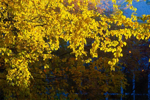 Herbstfotografie Blätter Herbst Dieser Zeit Des Jahres Scheinen Die Bäume — Stockfoto