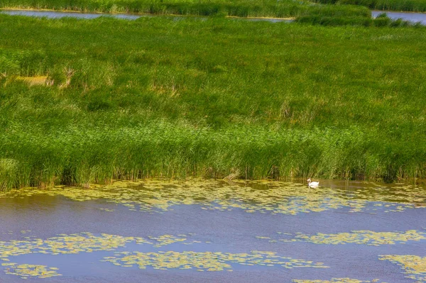 Mooie Zomer Landschap Scène Bij Daglicht — Stockfoto