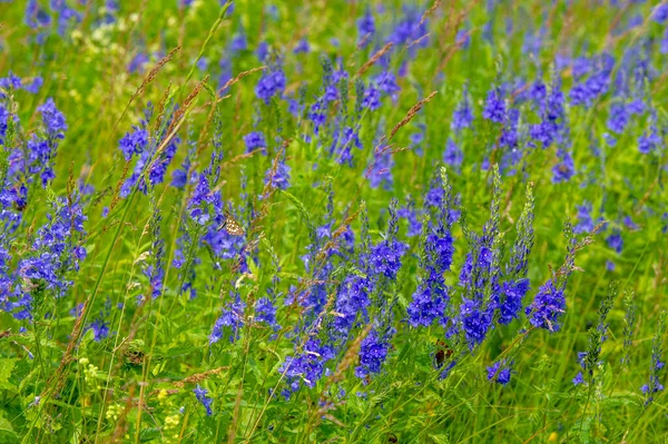 Hermoso Tiro Floral Fondo Pantalla Natural — Foto de Stock