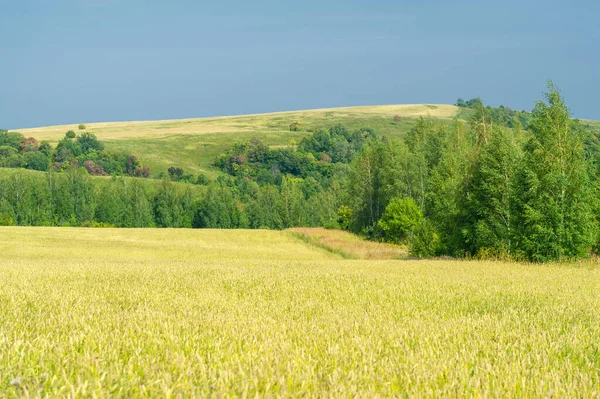 Vacker Sommar Landskap Scen Dagsljus — Stockfoto