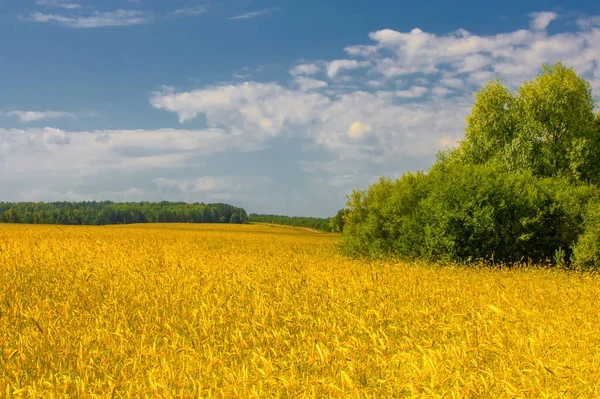 Beautiful Summer Landscape Scene Daylight — Stock Photo, Image