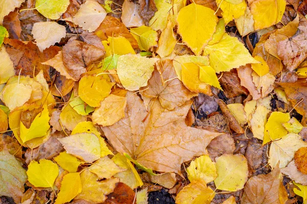 Folhas Outono Coloridas Bétula Árvore Caduca Com Casca Branca Com — Fotografia de Stock