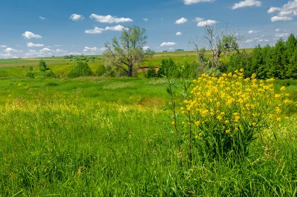 Hermoso Paisaje Verano Escena Luz Del Día — Foto de Stock