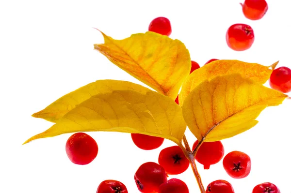 Autumn Foliage Seasonal Botanical Background — Stock Photo, Image