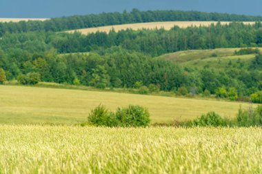 Gün ışığında güzel yaz manzarası