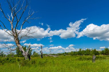 Gün ışığında güzel manzaranın resimsel görüntüsü