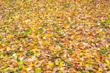 Huş ağacının renkli sonbahar yaprakları, yaprak döken, beyaz kabuklu ve kalp şeklinde yaprakları olan ağaç..