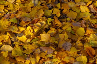 Huş ağacının renkli sonbahar yaprakları, yaprak döken, beyaz kabuklu ve kalp şeklinde yaprakları olan ağaç..