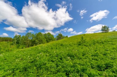 Gün ışığında güzel yaz manzarası