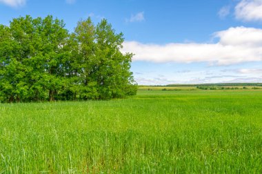Gün ışığında güzel yaz manzarası