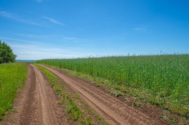 Gün ışığında güzel yaz manzarası