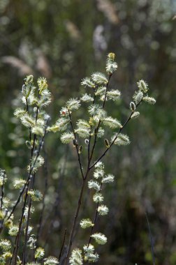 Bahar manzarası, söğüt çiçekleri, dolgunluk küpeleri. Tipik olarak dar yaprakları olan bir ağaç ya da ılıman iklim çalısı, ayılar catkins, ve su yakınında büyür.