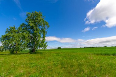 Gün ışığında güzel yaz manzarası