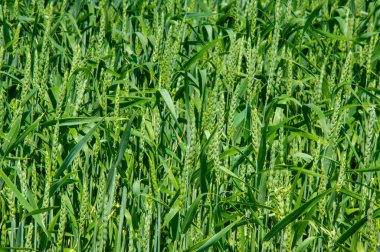 Güzel botanik fotoğrafı, doğal duvar kağıdı.