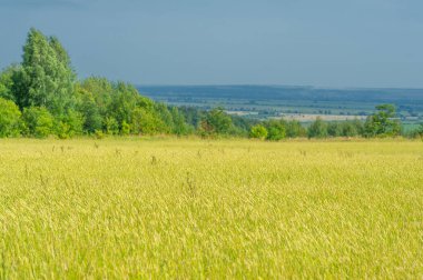 Gün ışığında güzel yaz manzarası