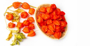 Beyaz zemin üzerinde Physalis izole, doğal duvar kağıdı