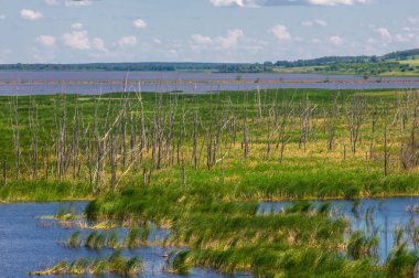 Yeşil ve bulutlu gökyüzü ile yaz manzarası