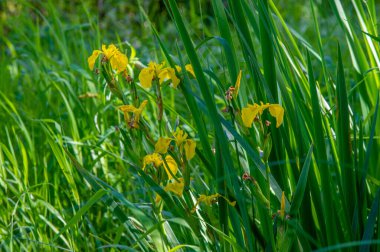 Güzel çiçekli fotoğraf, doğal duvar kağıdı.