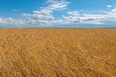 Gün ışığında güzel yaz manzarası