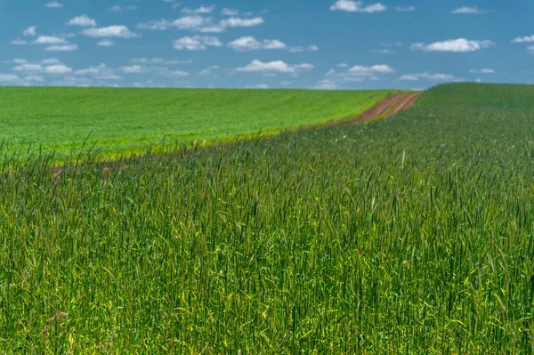 Beautiful Summer Landscape Scene Daylight — Stock Photo, Image