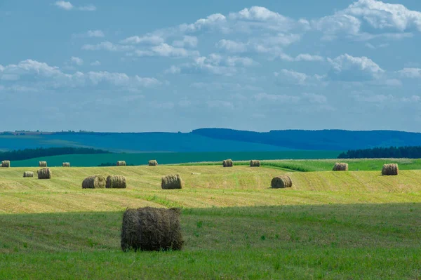 Belle Scène Paysage Été Plein Jour — Photo