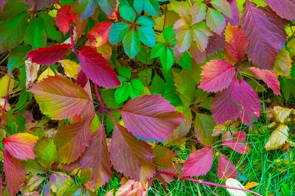 Paysage Automne Croquis Automne Sur Photo Feuilles Jaunes Bordeaux Rouges — Photo