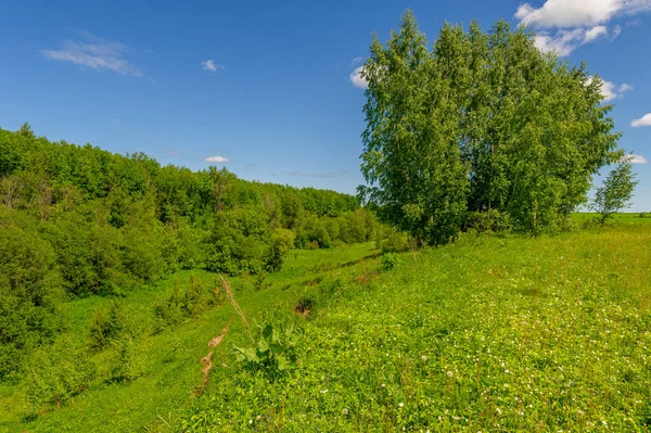 Beautiful Summer Landscape Scene Daylight — Stock Photo, Image