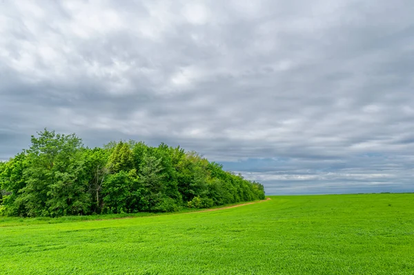 Beautiful Summer Landscape Scene Daylight — Stock Photo, Image