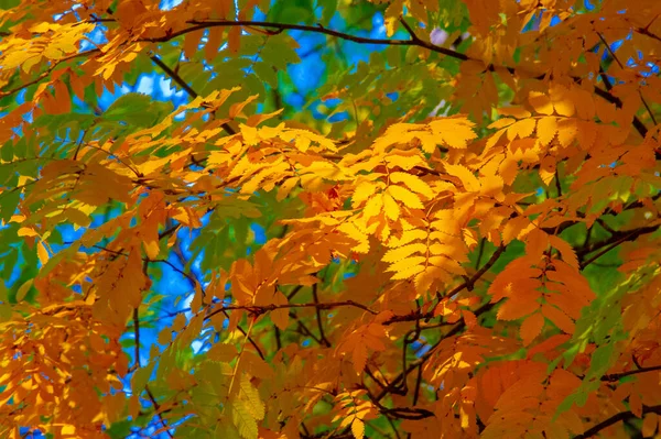 Paysage Automne Croquis Automne Sur Photo Feuilles Jaunes Bordeaux Rouges — Photo