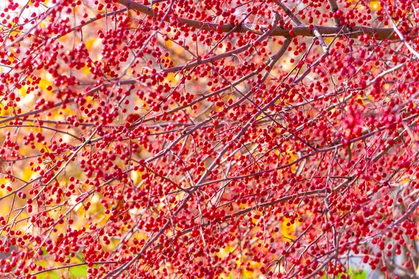 Piękny Botaniczny Strzał Jagodowa Tapeta — Zdjęcie stockowe