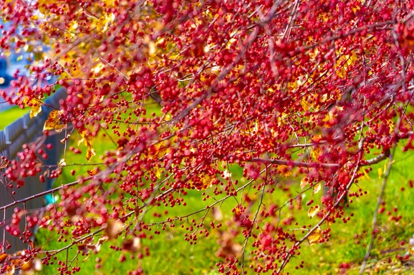 Belle Photo Florale Fond Écran Naturel — Photo