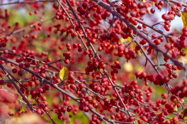 Beautiful Botanical Shot Berry Wallpaper — Stock Photo, Image