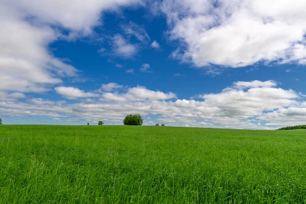 Hermoso Paisaje Verano Escena Luz Del Día — Foto de Stock