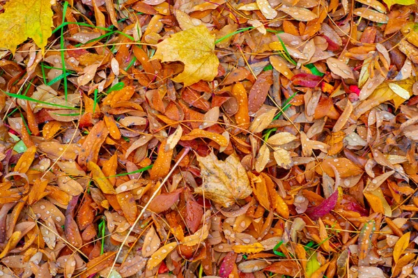 Herbstfotografie Blätter Herbst Dieser Zeit Des Jahres Scheinen Die Bäume — Stockfoto