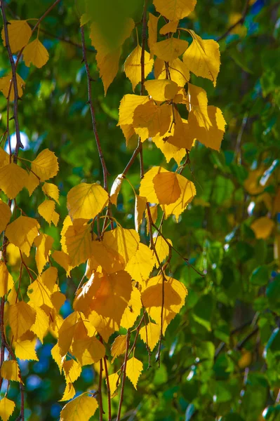 Herbstliches Laub Saisonaler Botanischer Hintergrund — Stockfoto