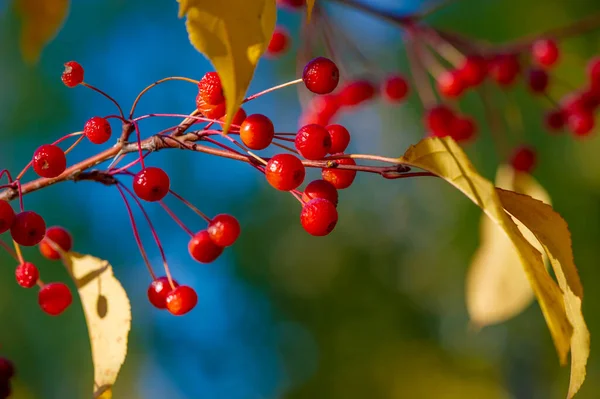 Vacker Botanisk Skott Bär Tapet — Stockfoto