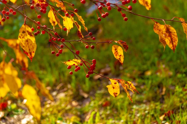 Mooi Botanisch Schot Bessen Behang — Stockfoto