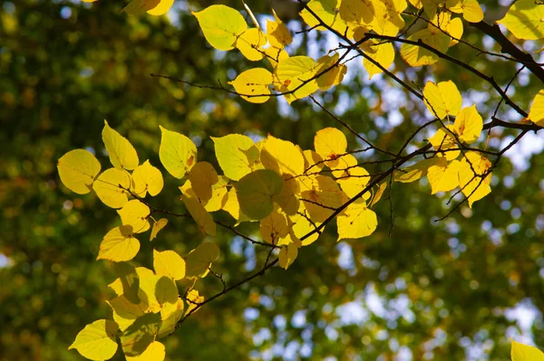 Autumn Foliage Seasonal Botanical Background — Stock Photo, Image