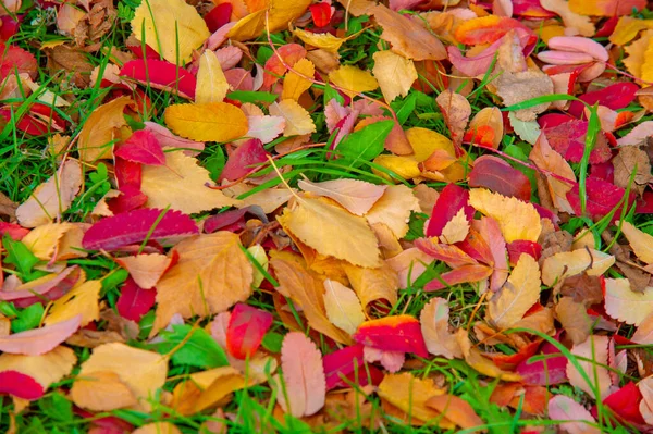 Herbstfotografie Blätter Herbst Dieser Zeit Des Jahres Scheinen Die Bäume — Stockfoto