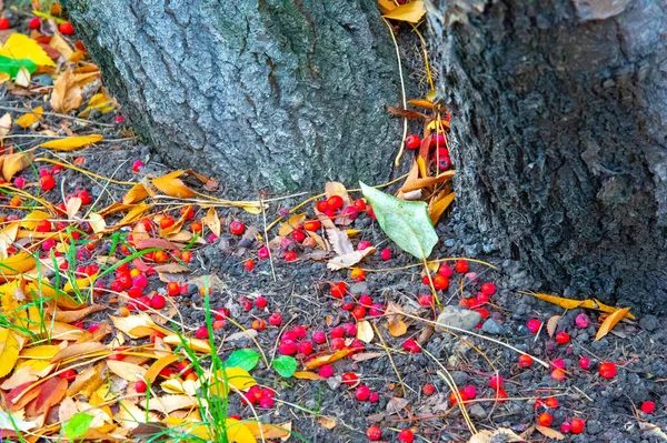 Fotografia Outono Folhas Outono Nesta Época Ano Árvores Parecem Ganhar — Fotografia de Stock